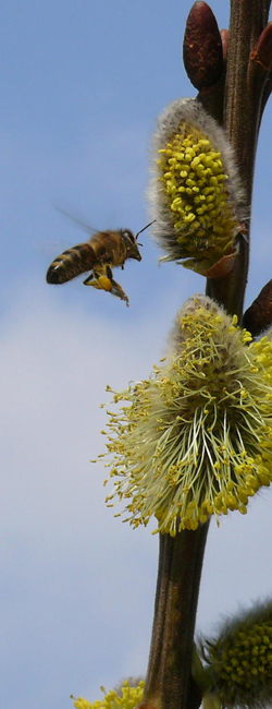 Bild Quelle: Erhard Hrtl,. Biene im Anflug auf Blüte
